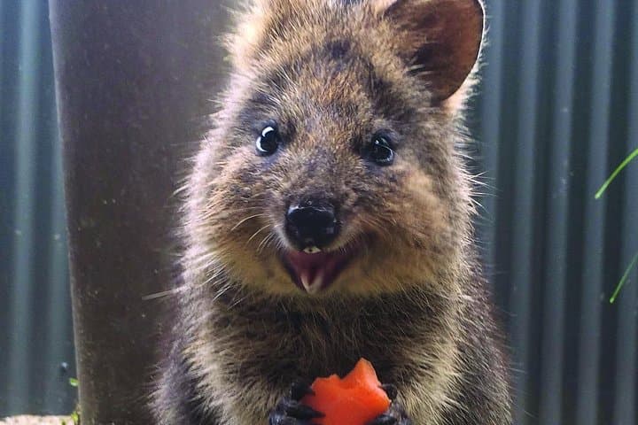 Kuranda Koala Gardens and Birdworld Admission Tickets