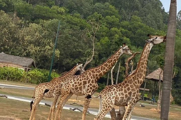 See Panda Guangzhou Chimelong Safari Park and Circus Private Tour