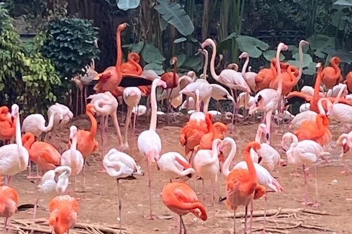 See Panda Guangzhou Chimelong Safari Park and Circus Private Tour