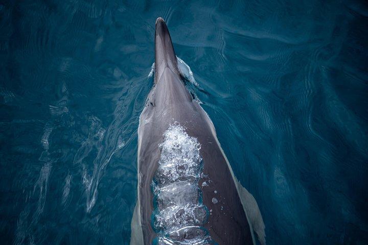 Wild Dolphin Encounter in Tauranga
