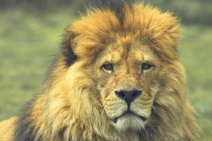 3 Days Masai Mara