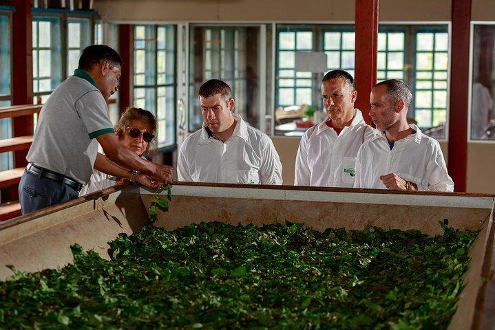 Halpewatte Tea Factory Tour in Ella Sri Lanka