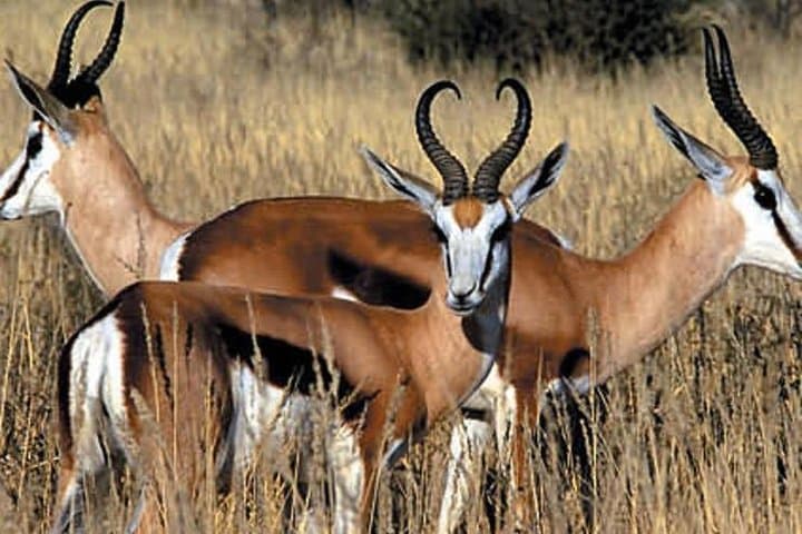 Cape Town - The best of Aquila Safari Full day Tour