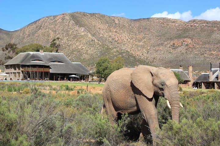Cape Town - The best of Aquila Safari Full day Tour