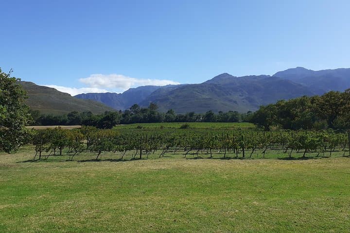 Sip and Savor : A Perfect Half day Wine Escape to Stellenbosch