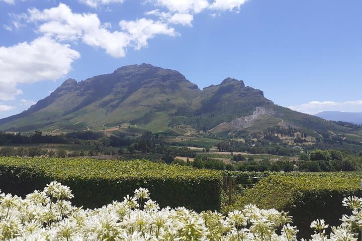 Sip and Savor : A Perfect Half day Wine Escape to Stellenbosch