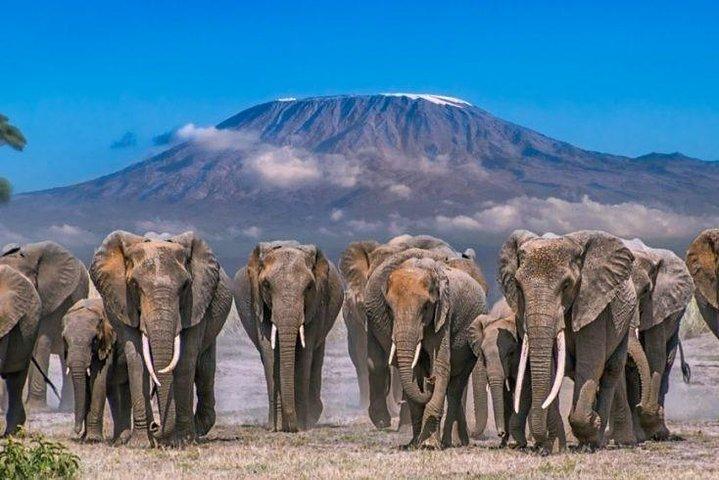 Majestic Elephant Safari