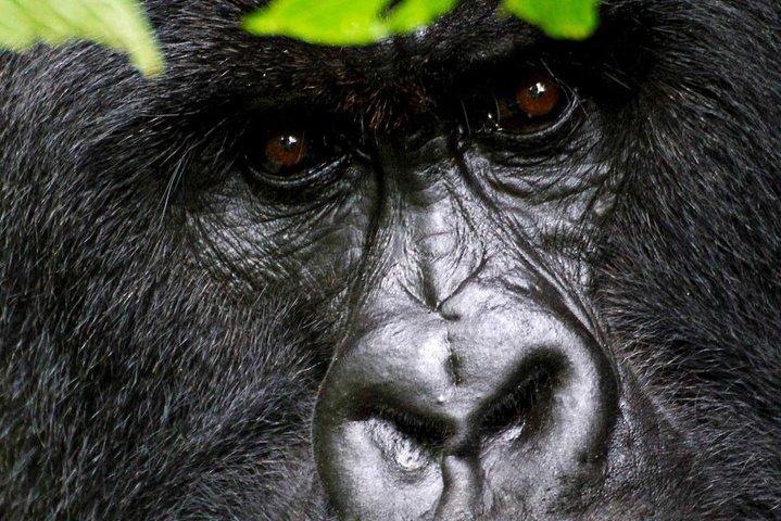 2 Days Uganda Gorilla Transfer From Kigali