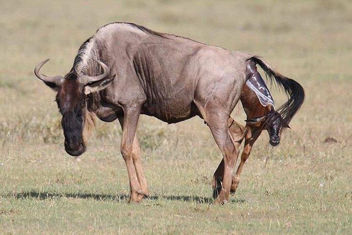 3 Days Tarangire, Ngorongoro Craeter & Lake Manyara