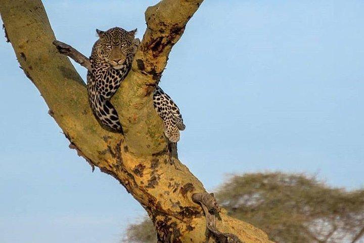 3 Days Tarangire, Ngorongoro Craeter & Lake Manyara