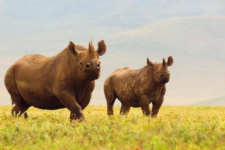 2 Days 1 Night Camping Safari Tarangire Ngorongoro Crater