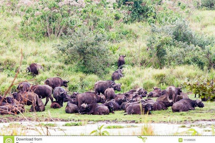 2 Days 1 Night Camping Safari Tarangire Ngorongoro Crater