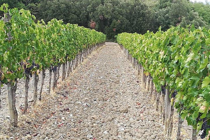 PRIVATE TOUR: Savor Exquisite Wines: Brunello & Nobile Wine Tour