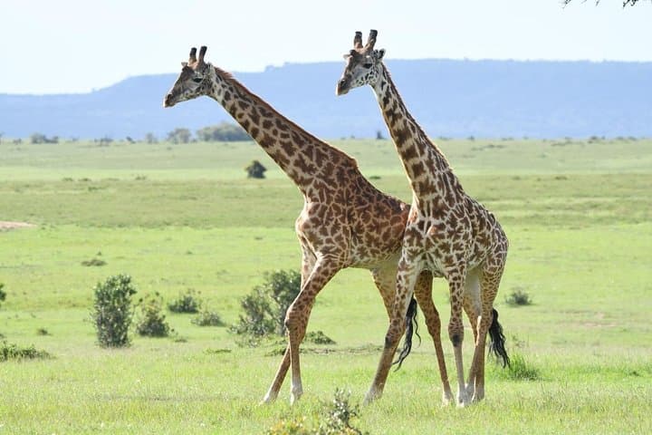 Classic Kenya Explore Safari