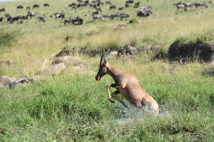 Classic Kenya Explore Safari