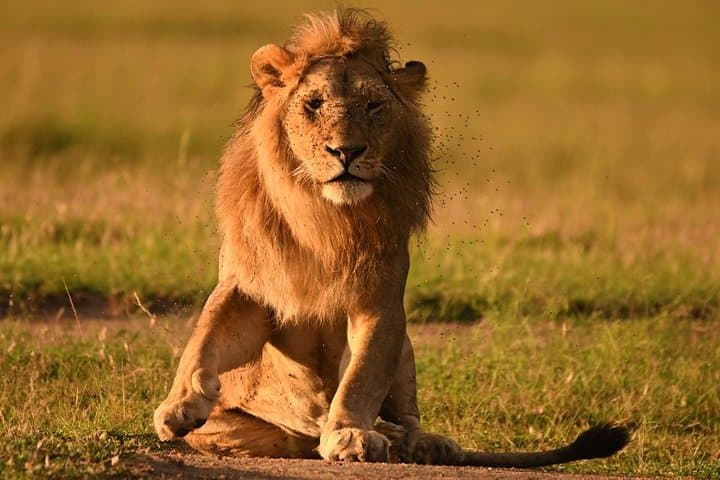 Classic Kenya Explore Safari