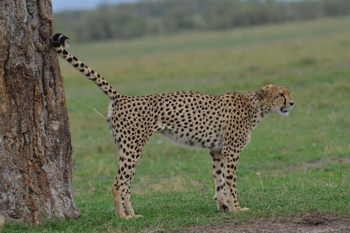 Classic Kenya Explore Safari