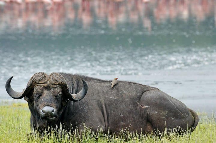 Full Day Lake Nakuru National Park Tour