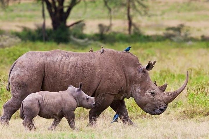 Nairobi National Park Safari – Big 4 Adventure Just Minutes Away