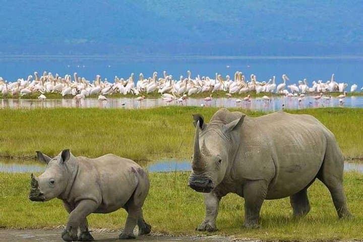 Full Day Lake Nakuru National Park Tour