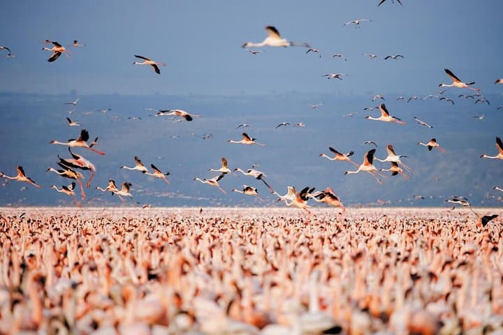 Full Day Lake Nakuru National Park Tour