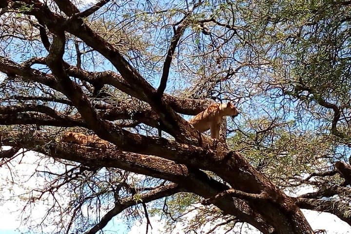 2 Days Maasai Mara National Reserve Safari from Nairobi