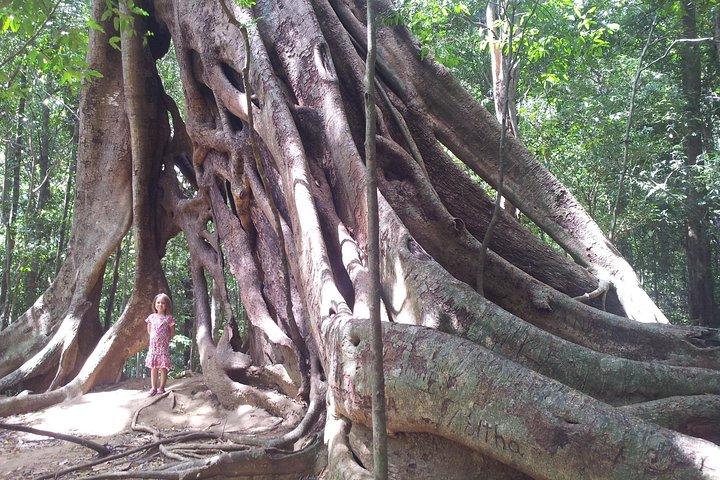 Ritigala Strict Natural Reserve & Minneriya National Park Safari Day Excursion