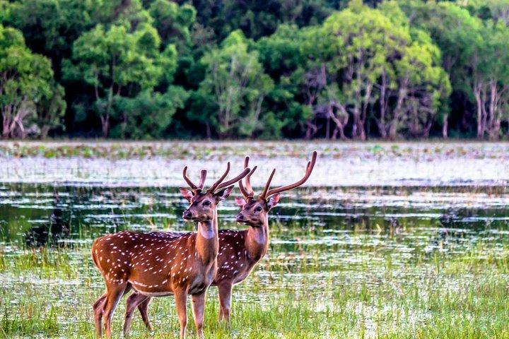 Ritigala Strict Natural Reserve & Minneriya National Park Safari Day Excursion