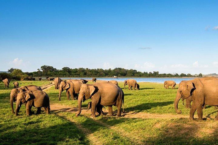 Ritigala Strict Natural Reserve & Minneriya National Park Safari Day Excursion