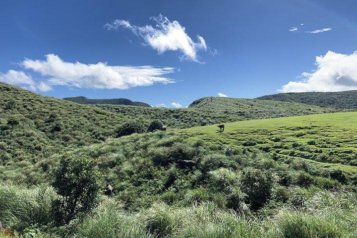 Half Day Private Tour to Yangmingshan National Park and Yehliu Geopark