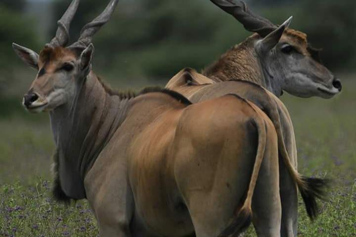 4 Days Tanzania Safari