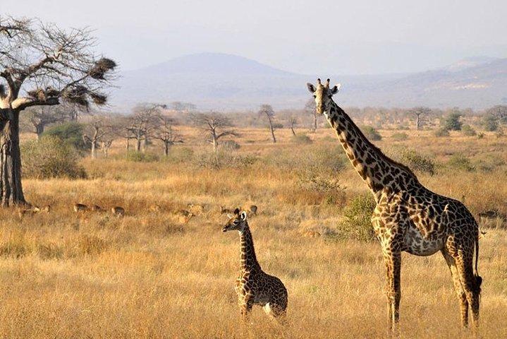1 Day: Unforgettable Tarangire