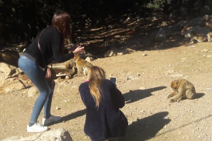 Atlas Mountains, Morocco: Ifrane, Azrou, Monkey Forest, Full Day Tour from Fez