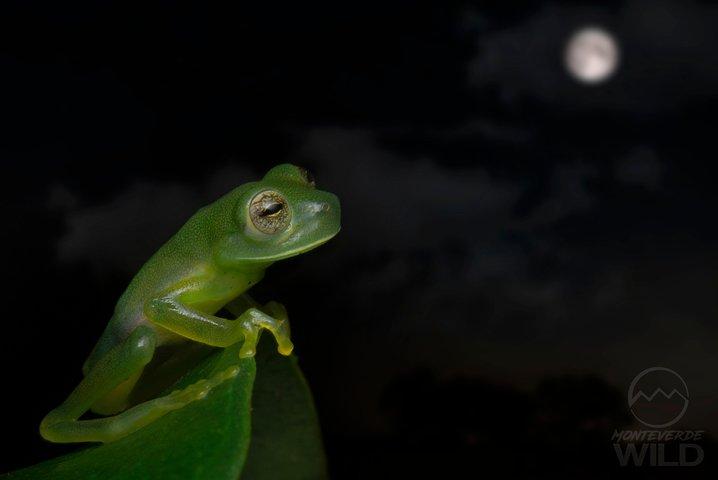 Cloud Forest Night Walk in Monteverde -Monteverde Wild-