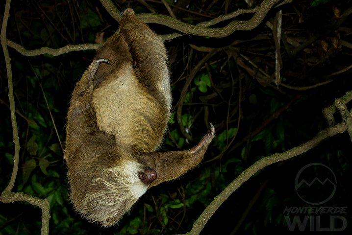 Cloud Forest Night Walk in Monteverde -Monteverde Wild-