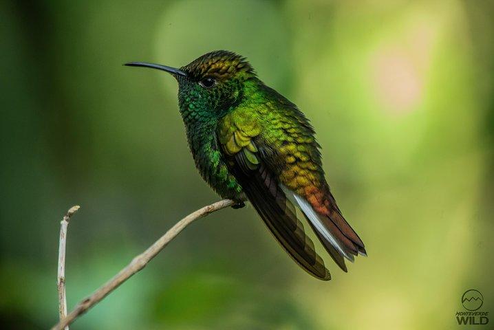 Morning Walk at Monteverde Cloud Forest Reserve -Monteverde Wild-