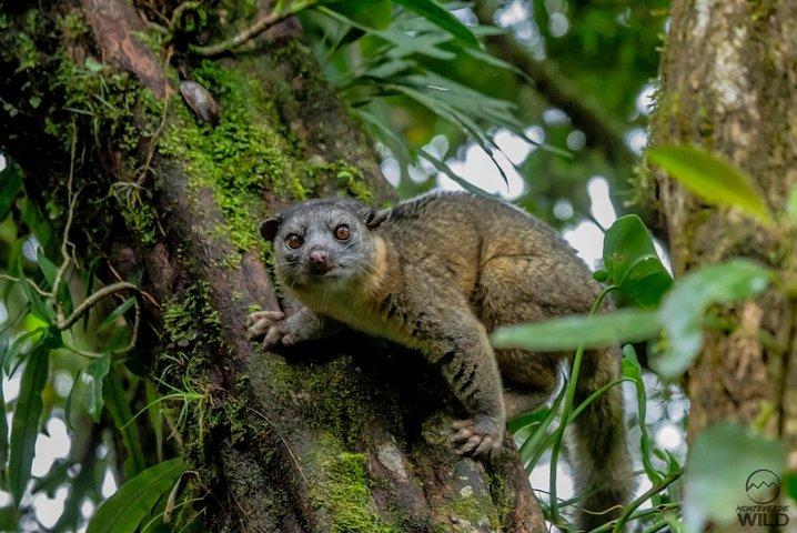 Morning Walk at Monteverde Cloud Forest Reserve -Monteverde Wild-