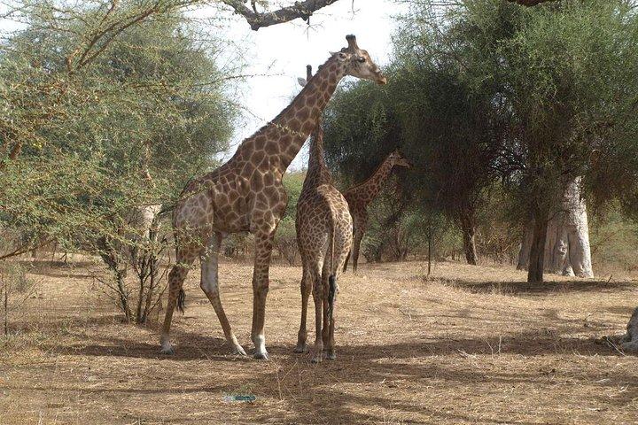 Day tour Somone lagoon and Bandia park Safari