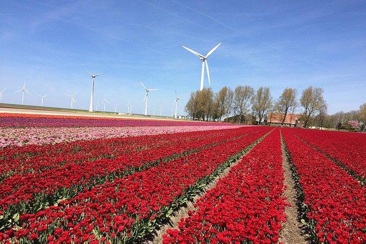 Dutch Tulip Fields & Giethoorn: Private Tour From Amsterdam