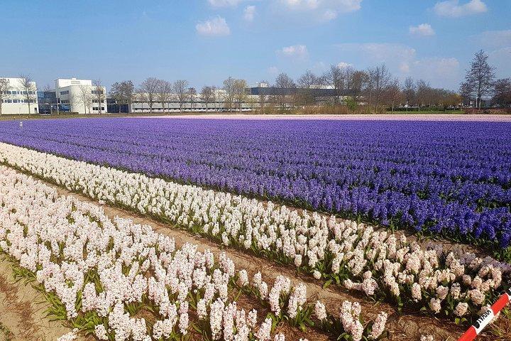 Dutch Tulip Fields & Giethoorn: Private Tour From Amsterdam