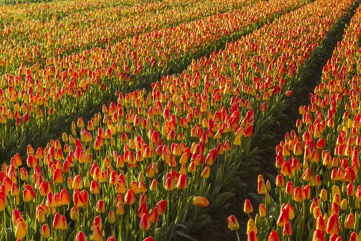 Dutch Tulip Fields & Giethoorn: Private Tour From Amsterdam