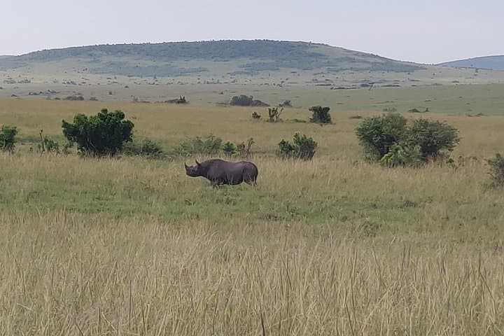 Maasai Mara Safari!!