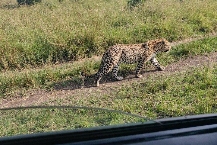 Maasai Mara Safari!!