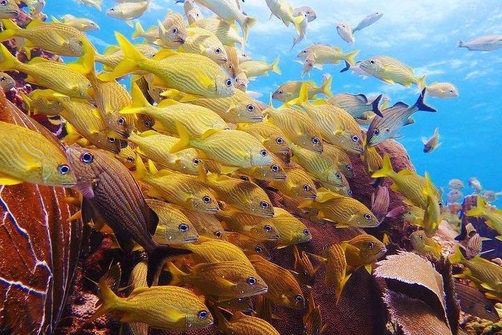 Open Water Diver course PADI in Cancun