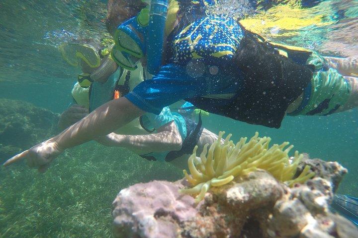 Best Puerto Rico Kayak & Snorkeling Tour-Eco Adventure