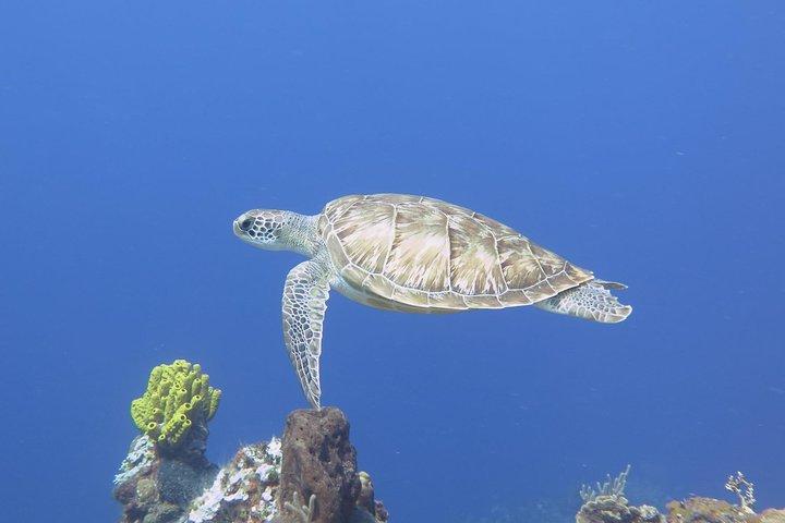 Open Water Diver course PADI in Cancun