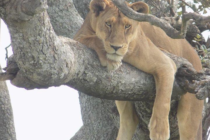 6 Days Tanzania Wildlife Safari Tour