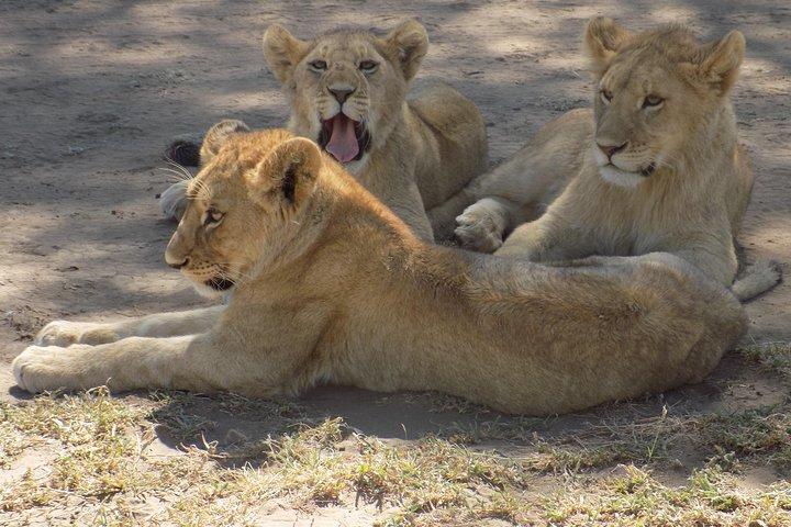 6 Days Tanzania Wildlife Safari Tour