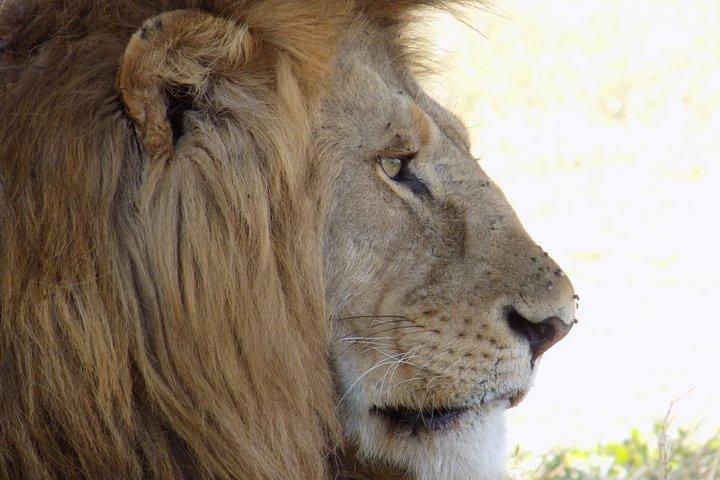 6 Days Tanzania Wildlife Safari Tour