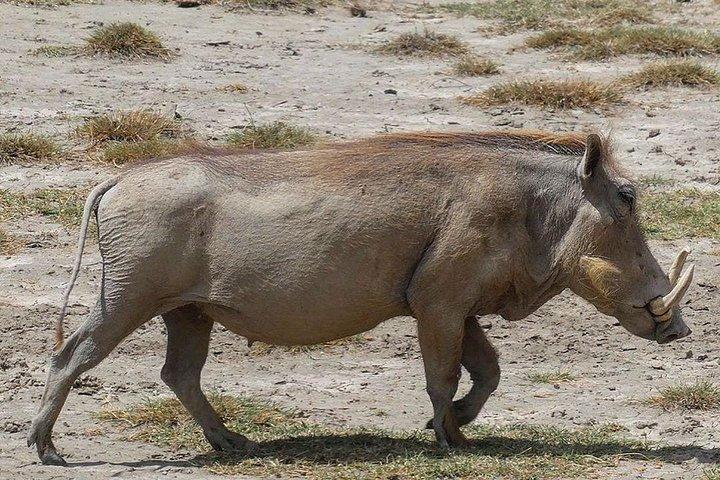 Best 3 days Tanzania shared Safari Tarangire Ngorororo Manyara